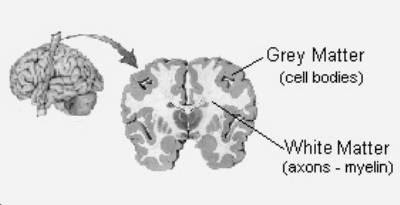 Grey Matter Brain