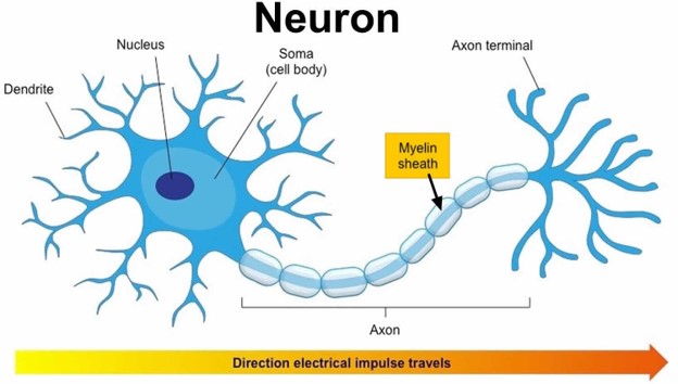 Neuroplasticity